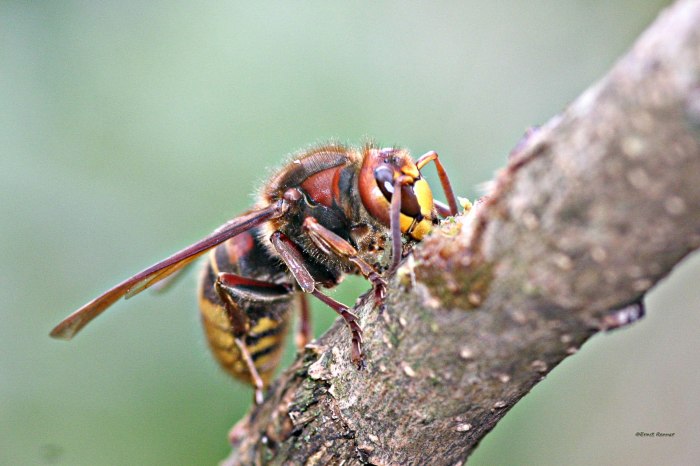 Hornisse am Fliederzwieg 4