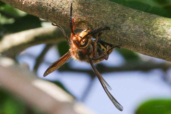 Hornisse am Fliederzeig 3