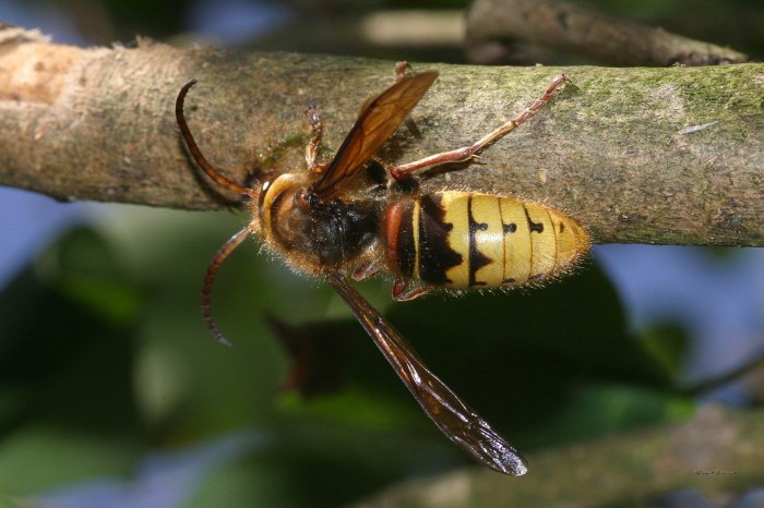 Hornisse am Fliederzweig